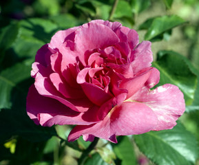 Edelrose, Princesse Alexandra