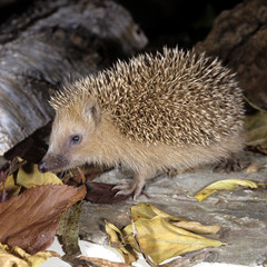 Igel  Erinaceus europaeus © Ruckszio