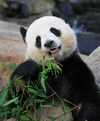 Zelfklevend Fotobehang giant panda eating bamboo leaves in Hong Kong Ocean Park © mary416