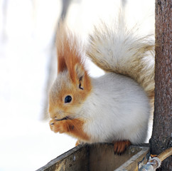 winter white squirrel sitting on rack