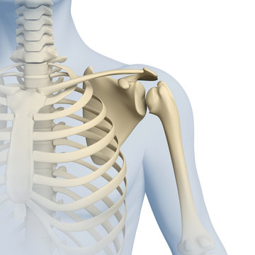 Schulter - Anatomie - 3D Grafik