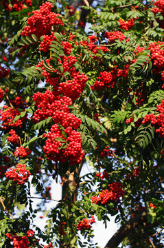 red ash (Sorbus aucuparia L)