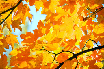 autumn maple trees in  park