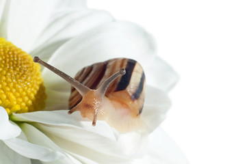 snail on a flower