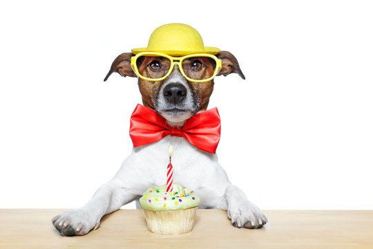 dog with birthday cupcake