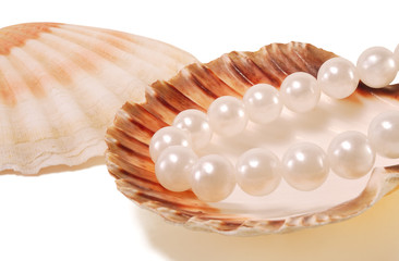 sea shell with pearls