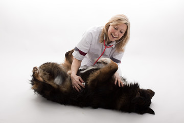 Obraz premium Tierärztin untersucht liegenden Hund 2