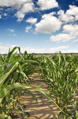 Corn field