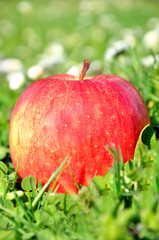 apple