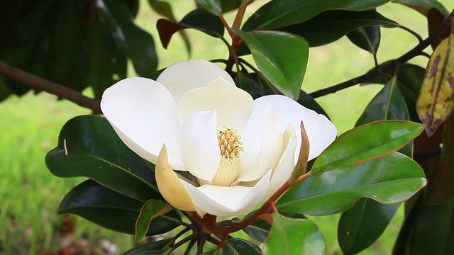 Southern spring