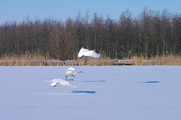 Łabędzie w zimie wzbijanie © nestonik