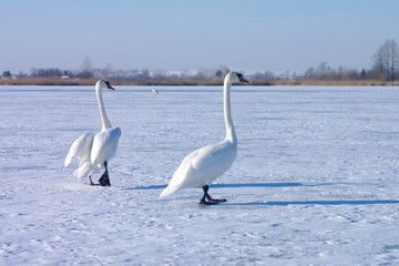 Łabędzie na zalewie w Stańkowie zima © nestonik