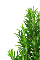 Rosmarin freigestellt - Rosemary isolated 07