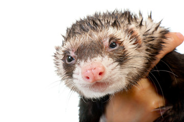 Ferret close-up portrait i