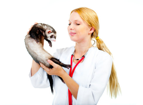 Young veterinarian examines a patient ferret