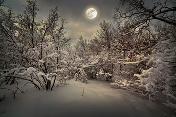 Moonlight night in winter wood