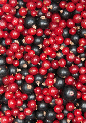 redcurrant and  blackcurrant