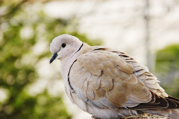Profile of a Collared Dove