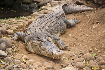 Crocodile