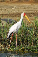 Yellow-billed stork