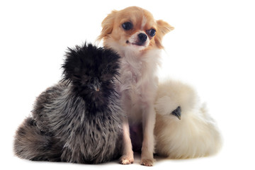 Fototapeta premium jeune poules nègre soie et chihuahua