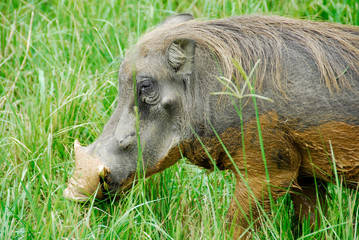Naklejka na ściany i meble Warthog in Murchison Falls National Park (Uganda)