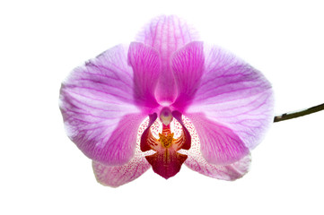 Fototapeta na wymiar flowers purple orchids
