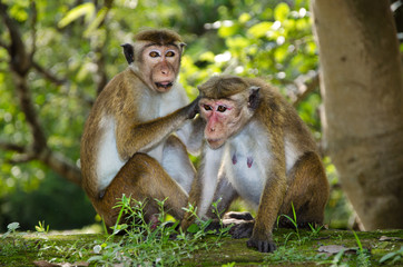 pair of adult macaques Bonnet