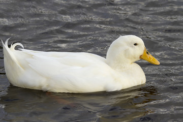 White Duck
