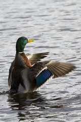 Mallard Duck