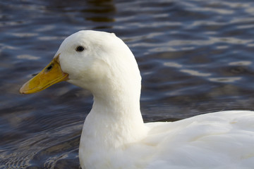 White Duck