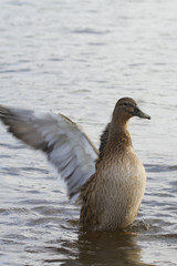 Duck