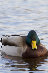 Mallard Duck