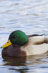 Mallard Duck