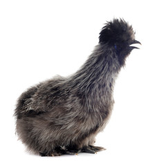 jeune poule nègre soie