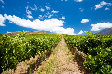 Fotobehang beautiful vineyard and clear sky © michaeljung