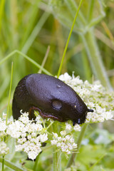 Slug on a Flower