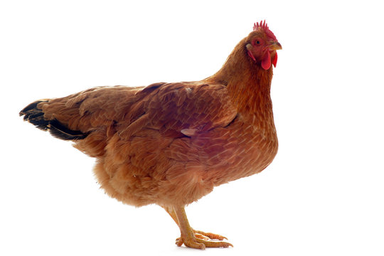 452 Best Poule Pondeuse Images Stock Photos Vectors Adobe Stock