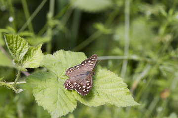Obraz na płótnie Canvas speckled wood butterfly