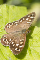 speckled wood butterfly