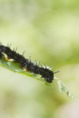 caterpillar peacock butterfly (Inachis io)