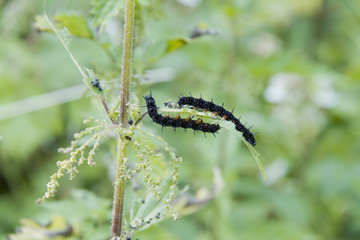 caterpillar peacock butterfly (Inachis io)