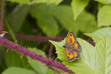 Gatekeeper Butterfly (Pyronia tithonus)