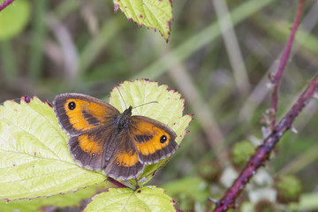 Gatekeeper Butterfly (Pyronia tithonus)