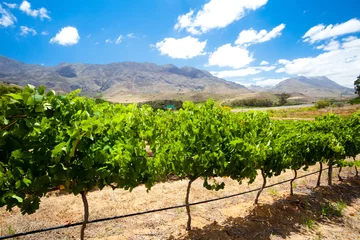 Papier Peint photo Lavable Afrique du Sud beau vignoble dans les vignobles, Afrique du Sud
