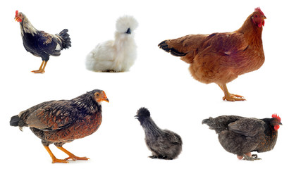 races de poules
