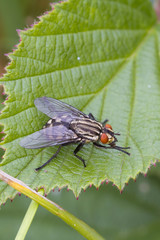 Flesh Fly (Sarcophaga bercaea)