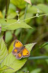 Gatekeeper Butterfly (Pyronia tithonus)
