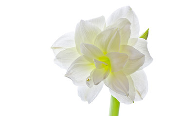 White amaryllis (hippeastrum species) isolated