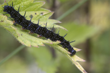 caterpillar peacock butterfly (Inachis io)